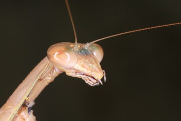 portrait of a praying mantis