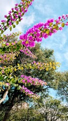 flowers in the garden