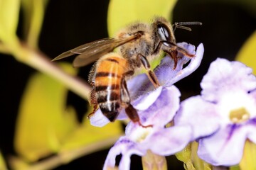 bee on flower