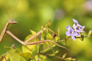 praying mantis on a branch