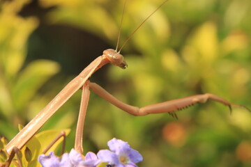 praying mantis on a green