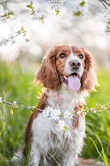 Adorable welsh springer spaniel dog breed in evening under blossoming tree flowers in the spring time.
