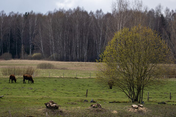 spring day with green grass and some cows grazing near the forest