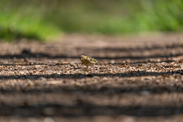 ein Buchfink sitzt Mitten auf dem Waldweg