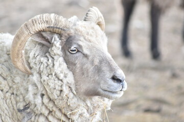close up of a sheep gazing into the meadow.