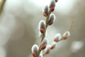 Willow branches with blossoming fluffy silver earrings. Fluffy willow flowers on a branch in early spring. Willow catkins. Pussy willow in  daylight. Copy spase. The symbol of Easter and Palm Sunday.