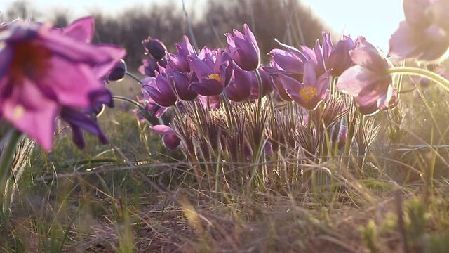 Pulsatilla vulgaris, pasca flower, grows in early spring in a field, close-up