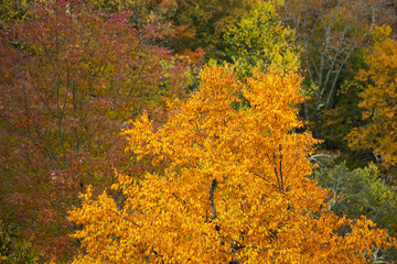 Fall trees in the mountains