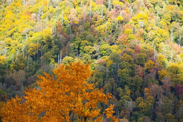 Fall trees in the mountains