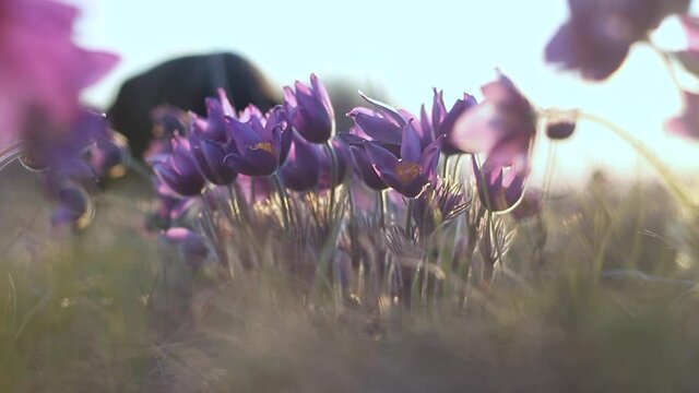 Pulsatilla vulgaris, pasca flower, grows in early spring in a field, close-up