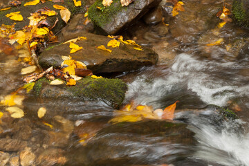 Cascading stream by rocks and fallen leaves