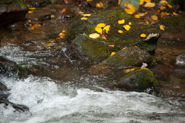 Cascading stream by rocks and fallen leaves