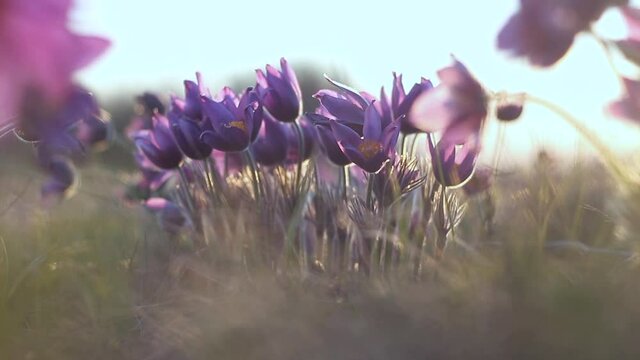 Pulsatilla vulgaris, pasca flower, grows in early spring in a field, close-up