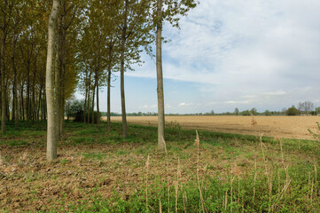alberi vicino a un campo coltivato