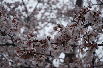 blossom in spring