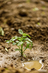 Tomato plants after rain in the garden
