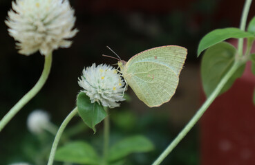 Close up of a cream color Lemon emigrant butterfly feeding on a white a white floret flower in the garden with leaf