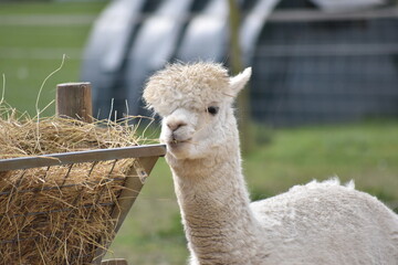Llamas enjoying breakfast and sunshine at the rescue sanctuary.
