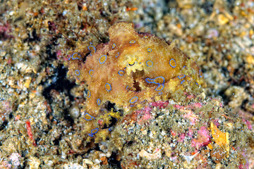 Fototapeta na wymiar A picture of a blue ring octopus