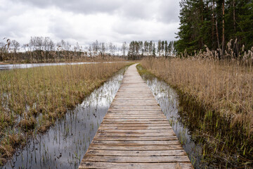 a wooden son's footbridge arranged on the lake between the reeds