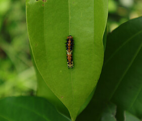 Close up of a multi color caterpillar on a cinnamon leaf