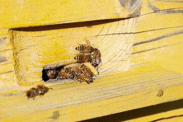 Bees crawl out of the entrance to the yellow wooden hive. Yellow wooden background. Honey bees.