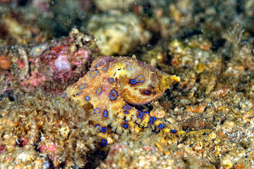Fototapeta na wymiar A picture of a blue ring octopus