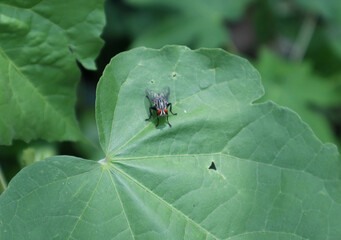 Close up of a green leaf with a flesh fly on the leaf
