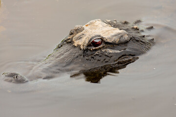 alligator in the water