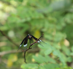 Face of a black color skimmer or percher sitting on a tip of a dry stick