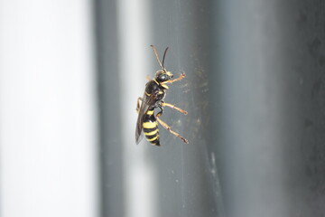 Wasp clinging to the glass panel.