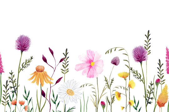 Seamless horizontal pattern with wild flowers illustrations. For decor, design, prints, backdrops. 
