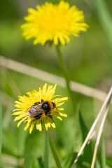 Auf der Löwenzahnblüte sitzt eine hummel