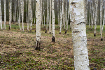 beautiful birch grove in spring when a little green grass just appears