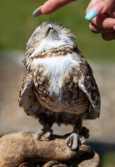 Cute burrowing owl being petted, happy to receive attention