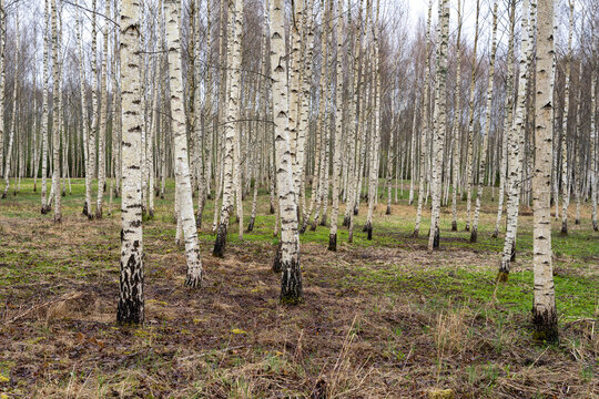 beautiful birch grove in spring when a little green grass just appears
