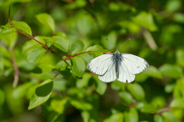 ein kohlweißling sitzt auf ein blatt vor grünen  unscharfen hintergrund