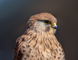 Close up male kestrel
