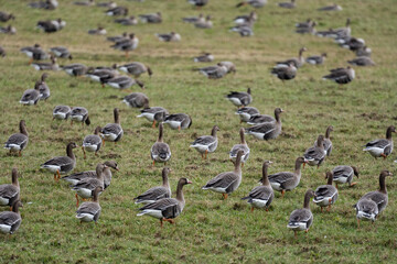 a flock of migrating geese in the spring walking through a green cereal field in search of food