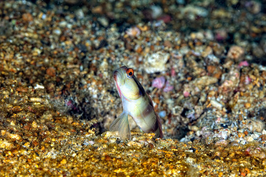 A picture of a diagonal shrimp goby