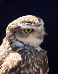 Macro burrowing owl on black background