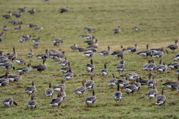 a flock of migrating geese in the spring walking through a green cereal field in search of food