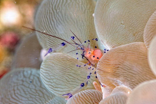 A picture of a Bubble coral shrimp