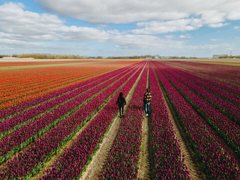 Aerial view of bulb-fields in springtime, colorful tulip fields in the Netherlands Flevoland during Spring, fields with tulips, couple men and woman in flower field