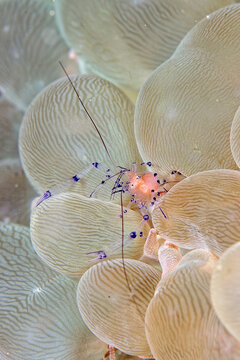 A picture of a Bubble coral shrimp