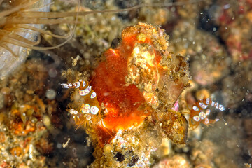 Obraz na płótnie Canvas A picture of an Ambon shrimp