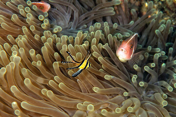 A picture of cardinal fish
