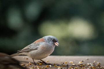Dark-eyed Junco (Junco hyemalis), Red-backed variety, in Colorado