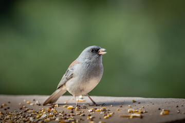 Obraz premium Dark-eyed Junco (Junco hyemalis), Red-backed variety, in Colorado