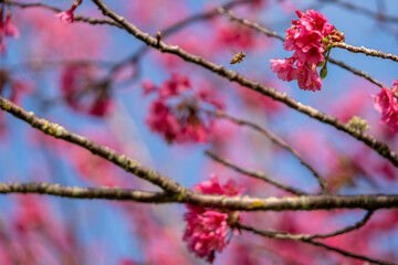 Cherry Blossom Trees In Bloom